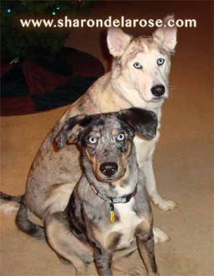 Catahoula Leopard Dog and Ausky Dog